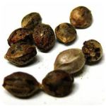 Семена марихуаны АК-47  (Seeds AK-47) в Сусумане